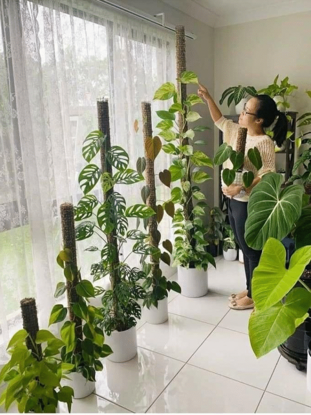 एक छोटी सी गलती और मनी प्लांट बना देगा घर को गरीब!⚠️